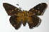  ( - 12-SRNP-56351)  @14 [ ] CreativeCommons - Attribution Non-Commercial Share-Alike (2014) Daniel H. Janzen Guanacaste Dry Forest Conservation Fund