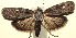 ( - 13-SRNP-101056)  @14 [ ] CreativeCommons - Attribution Non-Commercial Share-Alike (2014) Daniel H. Janzen Guanacaste Dry Forest Conservation Fund