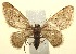  (Idaea BioLep264 - 13-SRNP-101363)  @14 [ ] CreativeCommons - Attribution Non-Commercial Share-Alike (2014) Daniel H. Janzen Guanacaste Dry Forest Conservation Fund