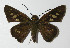  ( - 13-SRNP-21053)  @14 [ ] CreativeCommons - Attribution Non-Commercial Share-Alike (2014) Daniel H. Janzen Guanacaste Dry Forest Conservation Fund