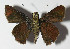  ( - 13-SRNP-67108)  @13 [ ] CreativeCommons - Attribution Non-Commercial Share-Alike (2014) Daniel H. Janzen Guanacaste Dry Forest Conservation Fund