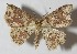  (Cyclophora Malaise5647 - 12-SRNP-71828)  @14 [ ] CreativeCommons - Attribution Non-Commercial Share-Alike (2013) Daniel H. Janzen Guanacaste Dry Forest Conservation Fund