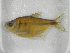  (Psalidodon sp.3RV - MHNM37451)  @11 [ ] Unspecified (default): All Rights Reserved  Unspecified Unspecified