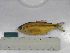  (Psalidodon sp.1RV - MHNM38001)  @11 [ ] Unspecified (default): All Rights Reserved  Unspecified Unspecified