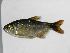  (Psalidodon sp.5RV - MHNM44692)  @11 [ ] Unspecified (default): All Rights Reserved  Unspecified Unspecified