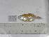  (Psalidodon sp.2RV - MHNM51591)  @11 [ ] Unspecified (default): All Rights Reserved  Unspecified Unspecified