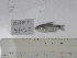  (Astyanax laticeps - MHNM55250)  @11 [ ] Unspecified (default): All Rights Reserved  Unspecified Unspecified