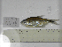  (Andromakhe sp.3RV - MHNM57481)  @11 [ ] Unspecified (default): All Rights Reserved  Unspecified Unspecified