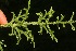  (Palhinhaea - BioBot05308)  @11 [ ] Copyright (2010) Unspecified Unspecified