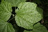  ( - BioBot00001)  @11 [ ] CreativeCommons - Attribution Non-Commercial Share-Alike (2010) Daniel H. Janzen Guanacaste Dry Forest Conservation Fund