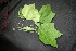  ( - BioBot00002)  @11 [ ] CreativeCommons - Attribution Non-Commercial Share-Alike (2010) Daniel H. Janzen Guanacaste Dry Forest Conservation Fund