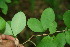  (Erythroxylum havanense - BioBot00008)  @11 [ ] Copyright (2010) Unspecified Unspecified