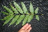  ( - BioBot00020)  @11 [ ] Copyright (2010) Unspecified Unspecified