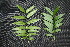  ( - BioBot00021)  @11 [ ] Copyright (2010) Unspecified Unspecified