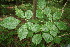  (Tabebuia ochracea - BioBot00035)  @11 [ ] Copyright (2010) Unspecified Unspecified