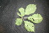 ( - BioBot00036)  @11 [ ] Copyright (2010) Unspecified Unspecified