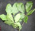  ( - BioBot00037)  @11 [ ] Copyright (2010) Unspecified Unspecified