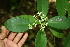  (Psychotria horizontalis - BioBot00056)  @11 [ ] Copyright (2010) Unspecified Unspecified