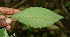  ( - BioBot00056)  @11 [ ] Copyright (2010) Unspecified Unspecified