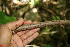  (Callichlamys - BioBot00059)  @11 [ ] Copyright (2010) Unspecified Unspecified