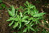  ( - BioBot00085)  @11 [ ] CreativeCommons - Attribution Non-Commercial Share-Alike (2010) Daniel H. Janzen Guanacaste Dry Forest Conservation Fund