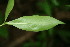  ( - BioBot00085)  @11 [ ] CreativeCommons - Attribution Non-Commercial Share-Alike (2010) Daniel H. Janzen Guanacaste Dry Forest Conservation Fund