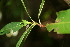  ( - BioBot00085)  @11 [ ] CreativeCommons - Attribution Non-Commercial Share-Alike (2010) Daniel H. Janzen Guanacaste Dry Forest Conservation Fund