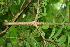  ( - BioBot00087)  @11 [ ] CreativeCommons - Attribution Non-Commercial Share-Alike (2010) Daniel H. Janzen Guanacaste Dry Forest Conservation Fund