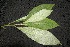  (Cordia panamensis - BioBot00095)  @11 [ ] Copyright (2010) Unspecified Unspecified