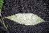  ( - BioBot00095)  @11 [ ] Copyright (2010) Unspecified Unspecified