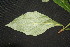  ( - BioBot00096)  @11 [ ] CreativeCommons - Attribution Non-Commercial Share-Alike (2010) Daniel H. Janzen Guanacaste Dry Forest Conservation Fund