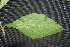  ( - BioBot00096)  @11 [ ] CreativeCommons - Attribution Non-Commercial Share-Alike (2010) Daniel H. Janzen Guanacaste Dry Forest Conservation Fund