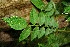  ( - BioBot00100)  @11 [ ] CreativeCommons - Attribution Non-Commercial Share-Alike (2010) Daniel H. Janzen Guanacaste Dry Forest Conservation Fund