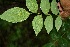  ( - BioBot00100)  @11 [ ] CreativeCommons - Attribution Non-Commercial Share-Alike (2010) Daniel H. Janzen Guanacaste Dry Forest Conservation Fund