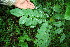  ( - BioBot00101)  @11 [ ] CreativeCommons - Attribution Non-Commercial Share-Alike (2010) Daniel H. Janzen Guanacaste Dry Forest Conservation Fund