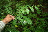  ( - BioBot00103)  @11 [ ] CreativeCommons - Attribution Non-Commercial Share-Alike (2010) Daniel H. Janzen Guanacaste Dry Forest Conservation Fund