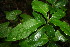  ( - BioBot00104)  @11 [ ] CreativeCommons - Attribution Non-Commercial Share-Alike (2010) Daniel H. Janzen Guanacaste Dry Forest Conservation Fund