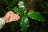  ( - BioBot00104)  @11 [ ] CreativeCommons - Attribution Non-Commercial Share-Alike (2010) Daniel H. Janzen Guanacaste Dry Forest Conservation Fund