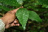  ( - BioBot00106)  @11 [ ] CreativeCommons - Attribution Non-Commercial Share-Alike (2010) Daniel H. Janzen Guanacaste Dry Forest Conservation Fund