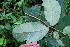  (Annona purpurea - BioBot00116)  @11 [ ] Copyright (2010) Unspecified Unspecified