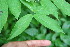  ( - BioBot00119)  @11 [ ] CreativeCommons - Attribution Non-Commercial Share-Alike (2010) Daniel H. Janzen Guanacaste Dry Forest Conservation Fund