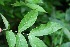  ( - BioBot00119)  @11 [ ] Copyright (2010) Unspecified Unspecified