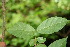  ( - BioBot00120)  @11 [ ] CreativeCommons - Attribution Non-Commercial Share-Alike (2010) Daniel H. Janzen Guanacaste Dry Forest Conservation Fund