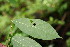  ( - BioBot00120)  @11 [ ] CreativeCommons - Attribution Non-Commercial Share-Alike (2010) Daniel H. Janzen Guanacaste Dry Forest Conservation Fund