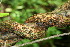  ( - BioBot00120)  @11 [ ] CreativeCommons - Attribution Non-Commercial Share-Alike (2010) Daniel H. Janzen Guanacaste Dry Forest Conservation Fund