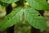  (Forsteronia spicata - BioBot00121)  @13 [ ] CreativeCommons - Attribution Non-Commercial Share-Alike (2010) Daniel H. Janzen Guanacaste Dry Forest Conservation Fund