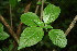  ( - BioBot00128)  @11 [ ] CreativeCommons - Attribution Non-Commercial Share-Alike (2010) Daniel H. Janzen Guanacaste Dry Forest Conservation Fund