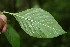  ( - BioBot00128)  @11 [ ] CreativeCommons - Attribution Non-Commercial Share-Alike (2010) Daniel H. Janzen Guanacaste Dry Forest Conservation Fund