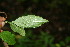  ( - BioBot00129)  @11 [ ] CreativeCommons - Attribution Non-Commercial Share-Alike (2010) Daniel H. Janzen Guanacaste Dry Forest Conservation Fund