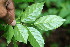  ( - BioBot00131)  @11 [ ] CreativeCommons - Attribution Non-Commercial Share-Alike (2010) Daniel H. Janzen Guanacaste Dry Forest Conservation Fund